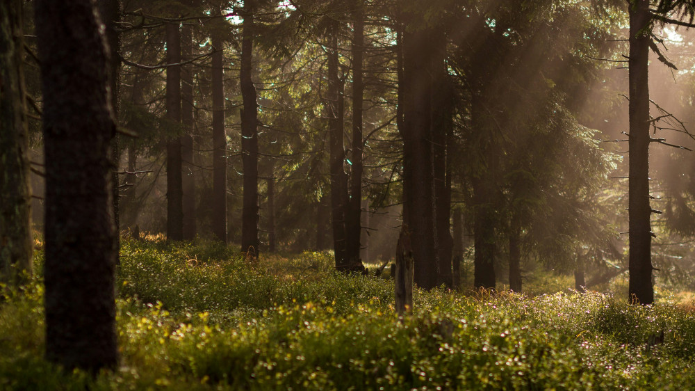 How Much Does A Forest Technician Make