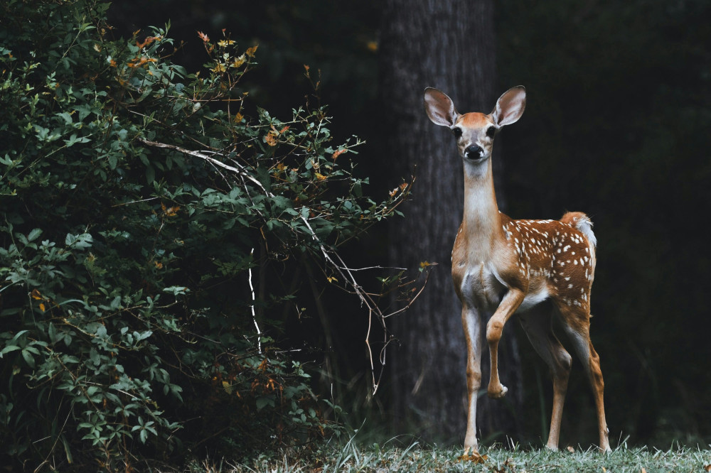 How Much Does A Zoologist Make Yearly